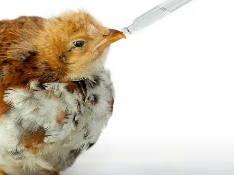 Taking chicken with respiratory infection to the vet: Arriving and explaining why you're there - French lesson