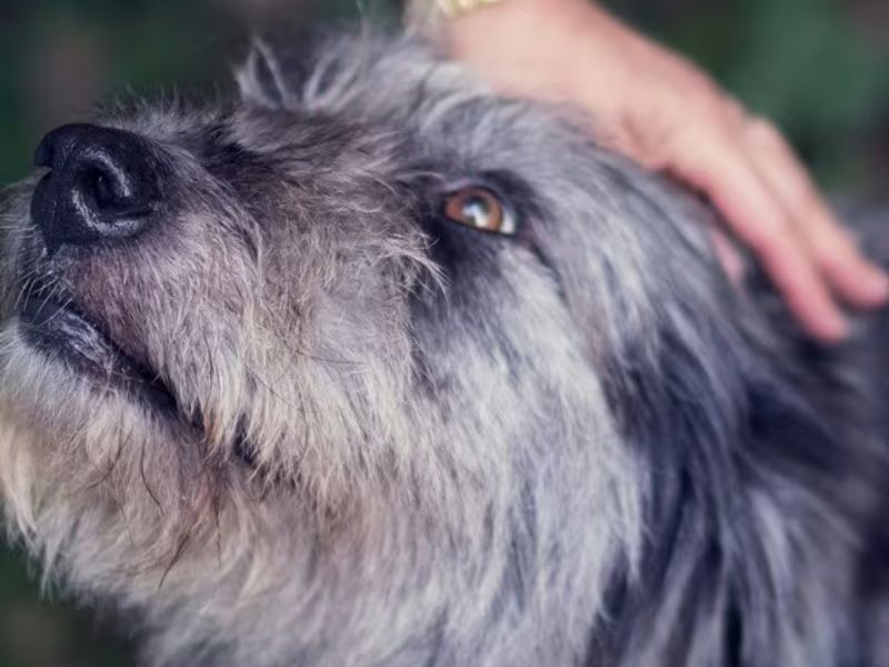 Talking to your dog: Basic Commands - Japanese lesson